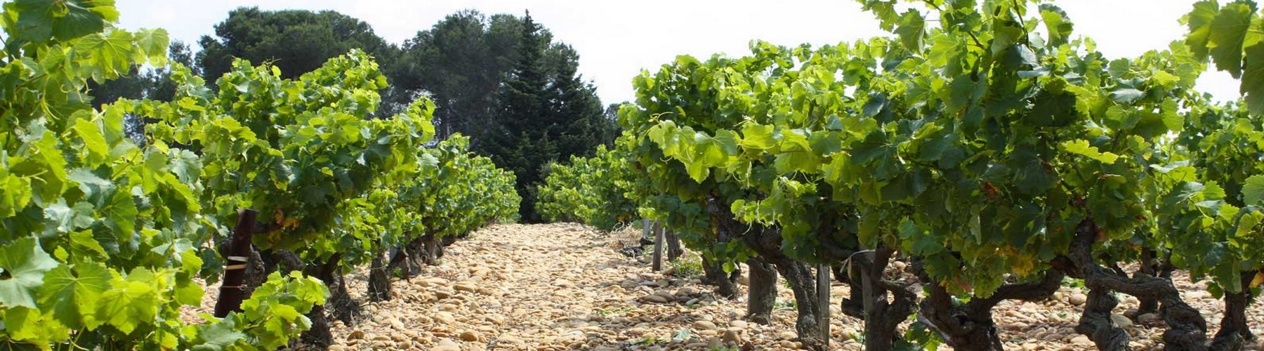 Clos du Caillou Nouveaux millésimes 2021 et 2022